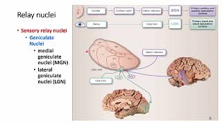 Neuroscience Thalamus [upl. by Tutankhamen]