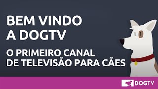 Bem vindo a Dog TV terapia audiovisual para cachorros [upl. by Nyliak]