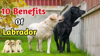 10 Benefits Of Labrador  In Hindi  benefits of Labrador retriever [upl. by Lewak]