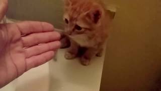 How to wash a Kitten without making it to scared [upl. by Noemis]