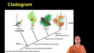 Biology Cladistics and Cladograms [upl. by Akerdna]