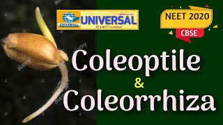 Difference between Coleoptile amp Coleorrhiza NEET amp CBSE [upl. by Calvinna946]