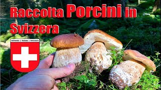 Raccolta porcini in svizzera [upl. by Eintruoc]