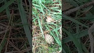 Seta venenosa🍄piña🍍y vegetación de otoño en la Sierra Norte de Madrid España [upl. by Brabazon766]