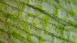 Chloroplast MovementCytoplasmic Streaming  Mr Pauller [upl. by Gnauq]