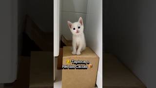 TAPIOCA O Rei das Caixas📦👑 gatos gato gatosfofos gatosengraçados gatofofo gatinho gatinhos [upl. by Tito]