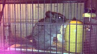 Chinchillas real fight [upl. by Crispa]