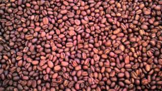 Tanzania Peaberry Fresh Roasted Coffee Bean Description [upl. by Nivlem]