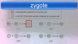 Diploid and Haploid Regents Question [upl. by Sheeree]