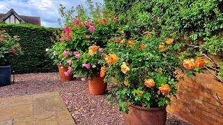 Rose garden tour  David Austin [upl. by Thorrlow]