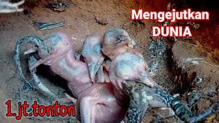 ANAK BURUNG TENGKEK PALING GILA [upl. by Noyar]