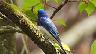 オオルリCyanoptila cyanomelana 2020Wild bird 野鳥4KシリーズNo5 [upl. by Edik405]