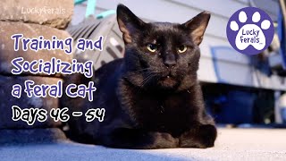 Training And Socializing A Feral Cat  Part 7  Days 46  54  Cat Video Compilation [upl. by Leirvag]