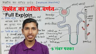 नेफ्रॉन का सचित्र वर्णन  nephron ka sachitra varnan karen  nephron full explain in hindi [upl. by Kopp]