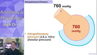 PHYL 142  Respiratory  Intrapulmonary amp Intrapleural Pressures [upl. by Jennie]