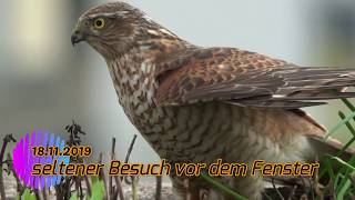 Bussard oder Sperber [upl. by Marguerite]