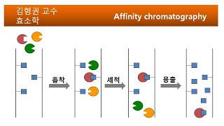 Affinity chromatography [upl. by Eanehs]