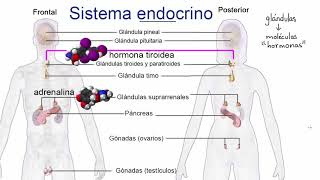 Introducción al sistema endocrino  Khan Academy en Español [upl. by Urbano]