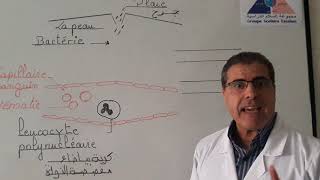 Leçon  Explication de la diapédèse et la phagocytose  SVT  3AC [upl. by Somar]