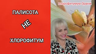 🥳💖🎉 Хлорофитум НЕ хлорофитум хлорофитум палисота рекомендации растения plants [upl. by Guzel]