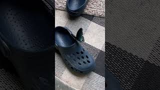 Spicebush Swallowtail tries to pick up Crocs👊🏼 [upl. by Mariquilla212]