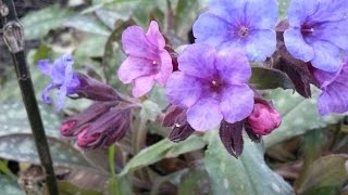 Pulmonaria officinalis medicinal plant [upl. by Aserahs123]