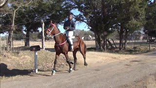 Pacing Standardbred Race Horse at Sulphur Springs Kick Off Trail Ride [upl. by Nnylireg]