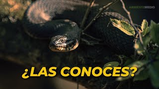 19 TIPOS de SERPIENTES del MUNDO 🐍 Serpientes Venenosas no venenosas y exóticas [upl. by Tiras]