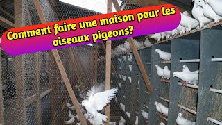 Comment faire une maison pour les pigeons  Conseils importants pour élever des pigeons à la maison [upl. by Nereus]