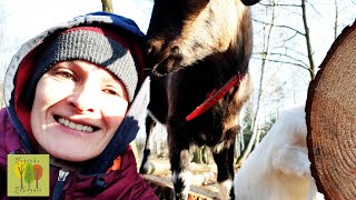 21 Początki hodowli kózkobieta na gospodarstwiekury z wolnego wybiegu przeprowadzka na wieś [upl. by Enelrahs]