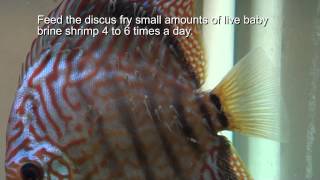 Discus Fish Breeding Tip  Stopping Discus Pairs from Eating Fry [upl. by Alieka35]