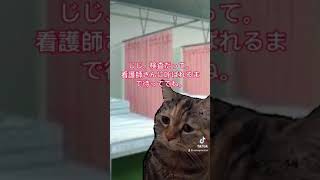 耳鼻科の診察の巻猫ミーム [upl. by Irat]