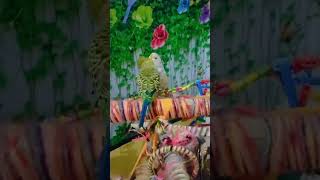 बेचैन आत्मा 😂😱🤣😂shorts youtubeshorts trending shortsfeed Animalbirdloversviralvideo [upl. by Mloclam301]