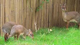 Allfemale group of Kirks dikdik Madoqua kirkii at Drayton Manor Zoo [upl. by Koller]