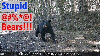 Bears Are At It Again  Game Camera Drama [upl. by Xantha708]