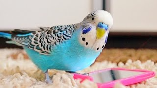 Budgie singing to mirror  Parakeet Sounds [upl. by Karlie]