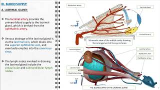 Anatomy of the lacrimal apparatus [upl. by Ashraf491]