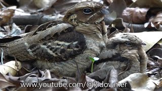 NIGHTJAR Chick is 23 days old [upl. by Larkins]