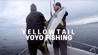 3 Days of Yellowtail CATCHING  YOYO FISHING [upl. by Ma]