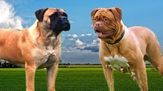 Bullmastiff vs Dogue de Bordeaux Highlights [upl. by Eveivenej]