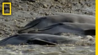 Dolphins Hunt on Sandy Shore  National Geographic [upl. by Adiaros599]