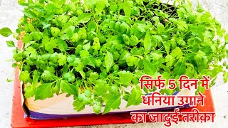 मात्र 5 दिन में धनिया उगाने का जादुई तरीक । How to grow coriander at homedhaniya kaise ugayein [upl. by Delamare]