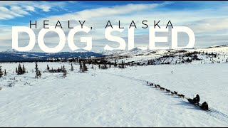 Dog sledding in Healy Alaska  Outer range Dogsled tours  What to expect  Season Alaska 4K [upl. by Red]