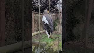 Haliaeetus pelagicus Close up  Riesenseeadler Großaufnahme Zoo Heidelberg [upl. by Tabor844]