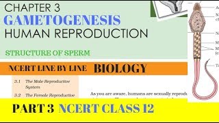 Part3 HUMAN REPRODUCTION Gametogenesis chapter3 NCERT class 12th biology [upl. by Gerrard]