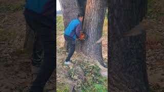 Bifurcated tree felling process [upl. by Eyt]