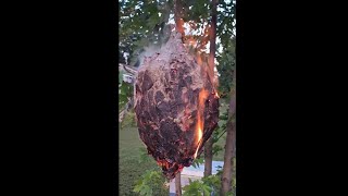 🔥 Hornet Nest vs Fire 🔥 [upl. by Annawot]