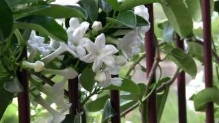 Flower Gardening Stephanotis or Madagascan Jasmine [upl. by Etiuqram698]