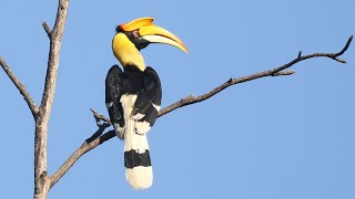 Great Hornbill bird in the morning sun  Great Hornbill uses makeup [upl. by Ile]