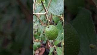 ILANTHAI Fruit tree Ziziphus Mauritania tree nature tree fruit [upl. by Ellenig]